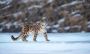 Snow Leopard Expedition Spiti – A Photographer’s Dream