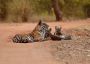 Rajasthan Tour Packages | Family and Group