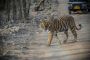 Wildlife Safari Adventure: Ranthambore National Park Tour | 
