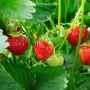 best Bonsai plant suppliers best Bonsai plant suppliers