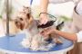 Dog Grooming Service At Home In Bangalore Dog Grooming Service At Home In Bangalore