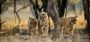 Explore Ranthambore with Exclusive Tour Packages - Book Now!