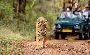 Discover the Wild Top Ranthambore Wildlife Tour Packages for