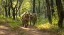 Experience Majesty of Wild with Ranthambore Tiger Safari