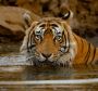 Ranthambore Regency: Book Resort in Ranthambore Ranthambore Regency: Book Resort in Ranthambore