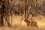 How to Plan a Ranthambore Jungle Safari Tour How to Plan a Ranthambore Jungle Safari Tour
