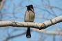 Surwal Lake Bird Watching Tour