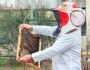 Professional Bee Prevention Services Available