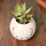 Potted Plants Online