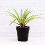 House Warming Plant Online House Warming Plant Online