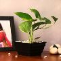 Potted Plants Online Potted Plants Online