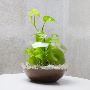 Send Online Potted Plants Send Online Potted Plants