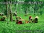 Big tea gardens are for sale in Jalpaiguri