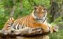Get Ranthambore Safari Booking Online for Wildlife 