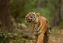 Get Ranthambore Jungle Safari Booking Through Online 