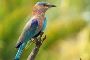 See Ranthambore National Park Birds for Experiences