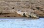 Secure Palighat Chambal Safari Booking for Fascinating Bird 
