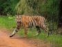 Know Things to do in Ranthambore for Wild Journey