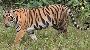 Confirm Ranthambore Jungle Safari Booking for Unique Trip 