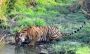 Go For Ranthambore Tiger Sighting in Lush Forest 