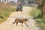 Choose  Best Time to Visit Ranthambore National Park 