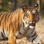 Secure Ranthambore National Park Safari Booking For Trip