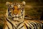 Understand How to Reach Ranthambore With Simple Travel 