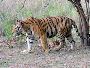 Secure Ranthambore Safari Booking for Spotting Tigers 
