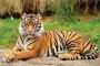Organize Your Visit with Ranthambore Safari Booking Online 