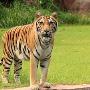 Understand How to Reach Ranthambore For Easy Travel 
