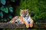Plan Perfectly with Ranthambore Safari Timings Information