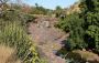 Explore the Flora and Fauna of Ranthambore National Park 