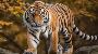 Plan Ahead for Ranthambore Jungle Safari Booking 