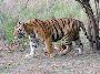 Get Experience with Ranthambore Safari Timings