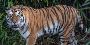 Know How To Reach Ranthambore for a Seamless Wildlife Trip