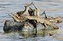 Enjoy a Tranquil Experience with Chambal River Safari