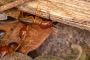 Affordable termite treatment service