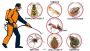 Expert Fly Pest Control Services in Melbourne