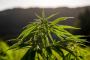 Rick Simpson Hemp Oil: Therapeutic Benefits Without the High