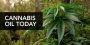 Finding Rick Simpson Oil in the UK: Your Guide to Purchase
