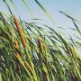 4 pack x 30,000 Seeds Cattail Seeds Typha Latifolia Cattail 