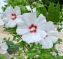 Rose of Sharon Seeds for Beautiful Blooms  