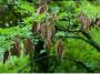Honey Locust Pods (Vietnamese Bo Ket) Honey Locust Pods (Vietnamese Bo Ket)