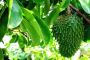 La Mang Cau Xiem: Soursop Leaf Tea Herb La Mang Cau Xiem: Soursop Leaf Tea Herb