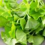 Gotu Kola Tea Natural Remedy Hojas de Centella Asiatica 