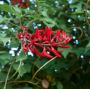 Discovering the Benefits of Erythrina orientalis Discovering the Benefits of Erythrina orientalis