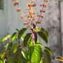 Grow Fresh Flavors with Thai Basil Seeds