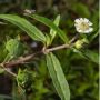 A Journey of Fulfillment Eclipta Alba Yerba de Tajo