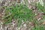 Dallisgrass Seeds Paspalum Dilatatum Dallas Grass for Soil E