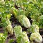 napa Chinese Cabbage Seeds for Planting Brassica wongbok CAI